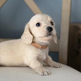 Boy 1 - Cream male Dachshund puppy in Martinsville, Virginia from Ana’s Beautiful Doxies