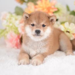 Chika - Red Girl - Red female Shiba Inu puppy in Neosho, Missouri from Sunny Terrace Shibas