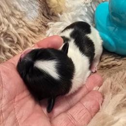 Basil - Black and white male Shih Tzu puppy in Fallon, Nevada from Grandma Ts Precious Puppies