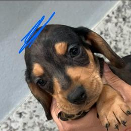Boy dapple - Dapple male Dachshund puppy in Phelan, California from Elite Parson Russells