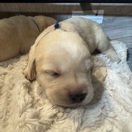 Dark Blue - Yellow male Labrador Retriever puppy in Centreville, Maryland from Barbihaus Kennels
