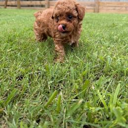 Dumpling - Red  female Poodle puppy in Cypress, Texas from Misocutepoodles