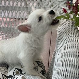 West Highland White Terrier Puppies from Cascading Westies