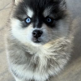 Girl 4 - Black and white female Pomsky puppy in Tennessee from Hudson’s Huskies & Pomskies