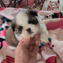 Sammy - Red and white male Shih Tzu puppy in Pleasant Hill, Missouri from Misty Dajavue Shih-Tzu
