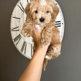 Bernedoodle and Cavapoochon Puppies from This is Doodles