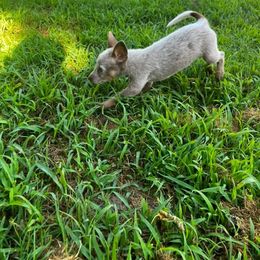 Australian Cattle Dog Puppies from Twisted C Heelers