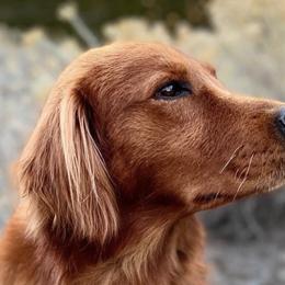 Golden Retrievers from Dune Lakes Goldens