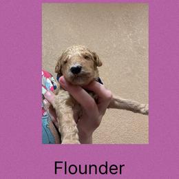 Akc Standard poodle Flounder - Apricot male Poodle puppy in Harrisburg, Arkansas from Ransone’s Ridge Runners Poodles and Doodles
