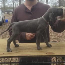 Azula - Blue female Great Dane puppy in Pollock, Louisiana from Danes Done Right