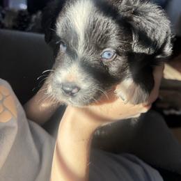Winter - Black & white female Miniature Australian Shepherd puppy in Alexandria, Virginia from Fairfax Aussies