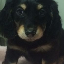 Dachshund Puppies from Wildwynn Dachshunds