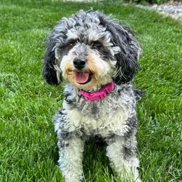 Moxie - Cockapoo