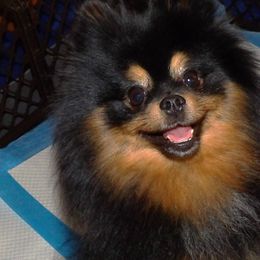 Sassy - Pomeranian