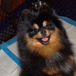 Sassy - Pomeranian