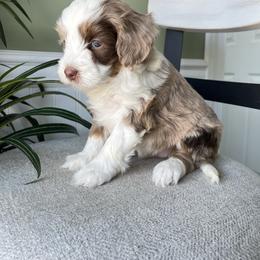 Gracie - Blue merle female Bernedoodle puppy in Holtwood, Pennsylvania from Country Ridge Puppies