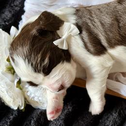 Boy 3 - male English Springer Spaniel puppy in Tea, South Dakota from Mindy's English Springer Spaniels