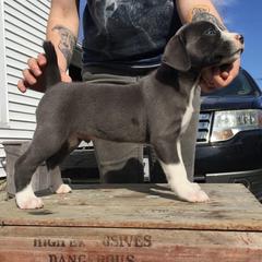 Mountain Cur Puppies from Walnut Ridge Mountain Curs