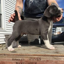 Mountain Cur Puppies from Walnut Ridge Mountain Curs