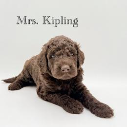 Mrs. Kipling - Chocolate female Goldendoodle puppy in Milford, Pennsylvania from Doodles Are Golden