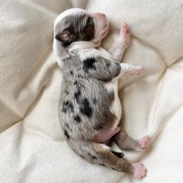 Pomeranian, Pomsky, and Toy Australian Shepherd Puppies from Blessed Little Paws