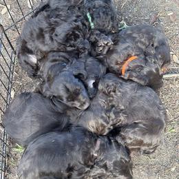 Boykin Spaniel Puppies from Briar Patch Kennels at Lucy Creek