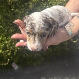 Summer - Dapple female Dachshund puppy in Corona, Ca Hemet, Ca Surpise, Az, California from Over The Moon Dachshunds and Doodles
