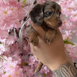 Dachshund Puppies from Pretty Dachshunds 661