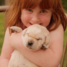 Labrador Retriever Puppies from Glory View Labradors
