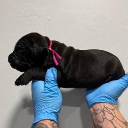 Female 1 - Black female Cane Corso puppy in Cashion, Oklahoma from APEXOK Cane Corsos LLC
