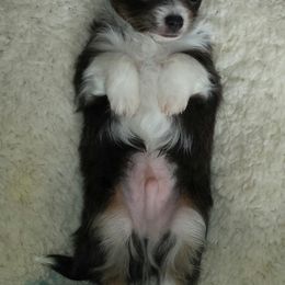 Australian Shepherd and Chihuahua Puppies from RockyTop Hearts