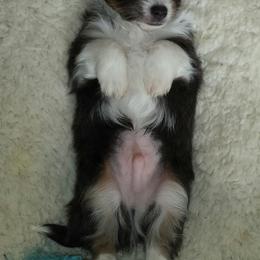 Australian Shepherd and Chihuahua Puppies from RockyTop Hearts