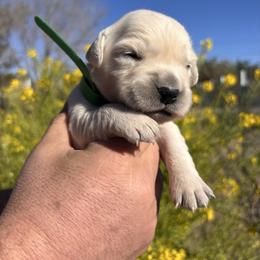 Green boy - Light golden male Golden Retriever puppy in Pahrump, Nevada from Southern Nevada Goldens