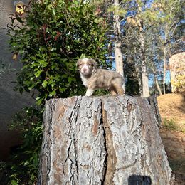 Boy 1 - Red merle Miniature Australian Shepherd puppy in Shingletown, California from Whiskeytown Aussies
