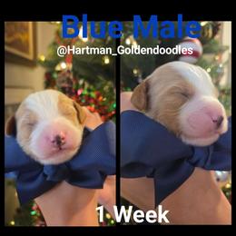 Blue - Parti male Goldendoodle puppy in Upland, California from Hartman Goldendoodles