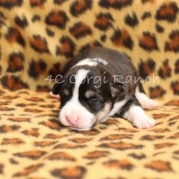 Pembroke Welsh Corgi Puppies from 4C Corgi Ranch
