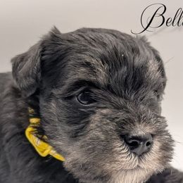 Giant Schnauzers and Miniature Schnauzers from Bella Pups LLC