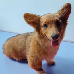 Red Bluie fluffy - Blue male Pembroke Welsh Corgi puppy in Unicoi, Tennessee from East Tennessee Clark Corgis