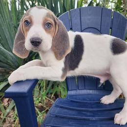 Benedict - Blue tan and white male Beagle puppy in Bois D Arc, Missouri from Country Home Pets and Farm
