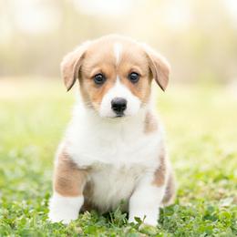Brown collar Male- Teddy - Sable male Pembroke Welsh Corgi puppy in Waverly Hall, Georgia from 6g Ranch Corgis