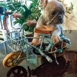French Bulldog Puppies from littlepartnerpuppies.com