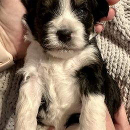 Boo - Tri-color male Cavapoo puppy in Cameron, South Carolina from Sassy Sailor & Company