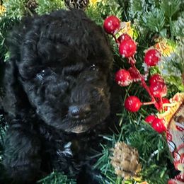 Minerva - Black female Goldendoodle puppy in Kearneysville, West Virginia from Daydreamer