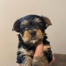 Tiny traditional girl - Blue and gold female Yorkshire Terrier puppy in Milton, Florida from Sassenach Yorkie Kennels