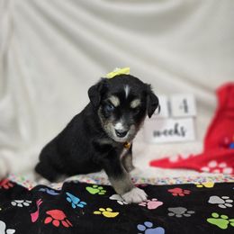Josephine - Black tri Miniature Australian Shepherd puppy in Middleburg, Florida from Tails End Ranch