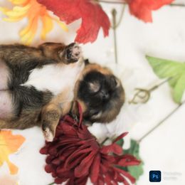 Shih Tzu Puppies from Autumn Breeze Shih Tzus and Friends