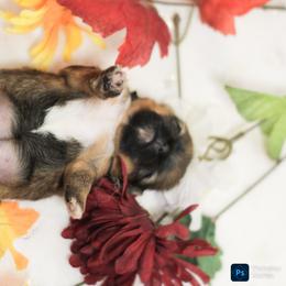 Shih Tzu Puppies from Autumn Breeze Shih Tzus and Friends