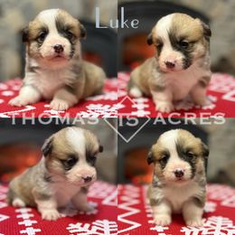 Luke - Red male Pembroke Welsh Corgi puppy in Raymond, Illinois from Thomas Acres