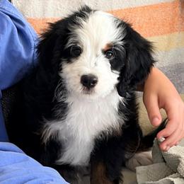 Boomer - Tri-color male Bernedoodle puppy in Ramona, California from Oak Knoll Doodles