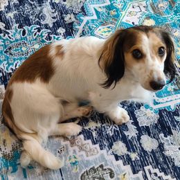 Dachshund Puppies from Ryan House Dachshunds